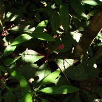 Ardisia zeylanica (Gaertn.) Lam. ex Forsyth f.